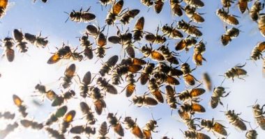 Bee attack leaves 24 people injured in French town of Aurillac
