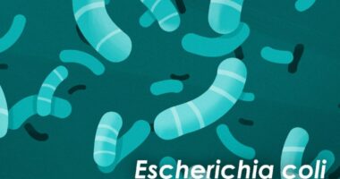 Biotech company teams up with U of I to advance promising antibiotic