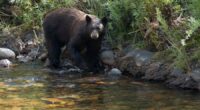 Black bear killed in Yellowstone National Park after series of 'concerning incidents'