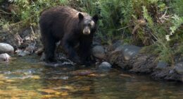 Black bear killed in Yellowstone National Park after series of 'concerning incidents'