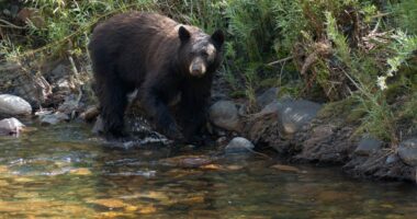 Black bear killed in Yellowstone National Park after series of 'concerning incidents'