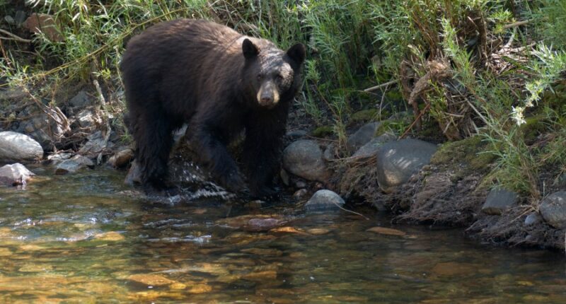 Black bear killed in Yellowstone National Park after series of 'concerning incidents'