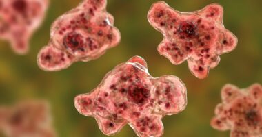 Boy, 12, dies of brain-eating amoeba after swimming in South Carolina reservoir