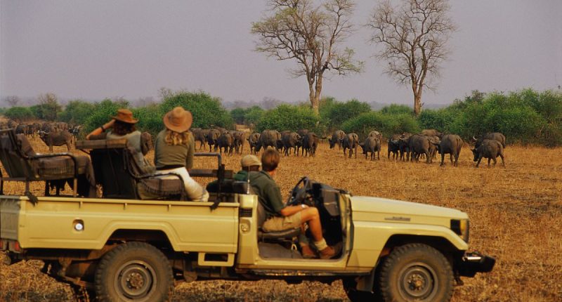 British tourist who was killed alongside her pal by an elephant 'had been on a sunrise safari walk' when mammal with calf charged at group at full speed