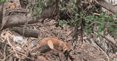 Cadaver dogs lead search in Texas as local response details emerge