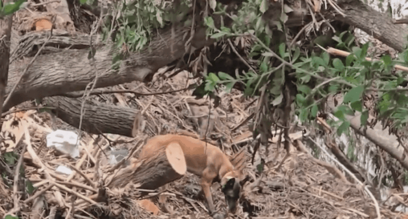 Cadaver dogs lead search in Texas as local response details emerge