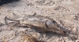 SA toxic algal bloom