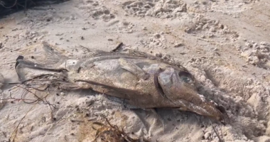 SA toxic algal bloom