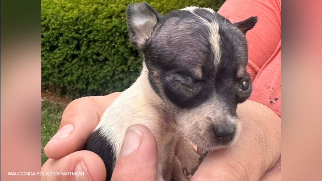 Carol Reith arrested for animal cruelty, 52 dogs rescued from 200 block of Sky Hill Road, Wauconda police say