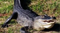Central Florida man arrested over beating alligator with golf club, FWC says