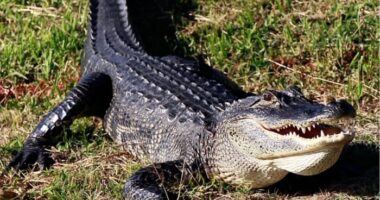 Central Florida man arrested over beating alligator with golf club, FWC says
