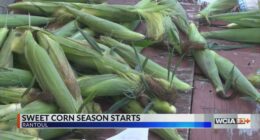 Central Illinois family farms picking, selling corn until sold out