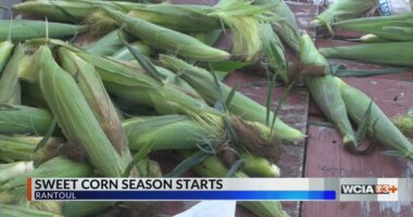 Central Illinois family farms picking, selling corn until sold out