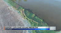 Champaign Water Policy Director provides insight into algae bloom issue in Mattoon