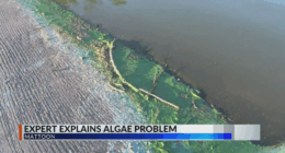 Champaign Water Policy Director provides insight into algae bloom issue in Mattoon