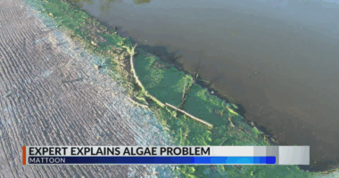 Champaign Water Policy Director provides insight into algae bloom issue in Mattoon