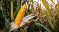 Coke sweetener switch threatens US jobs, corn refiners say