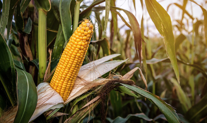 Coke sweetener switch threatens US jobs, corn refiners say