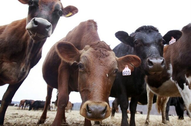 Colorado Deploys New Wildfire-Prevention Tool: Cows
