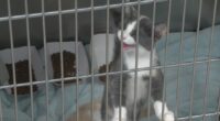 Danville animal shelter over capacity, hosting over 160 cats