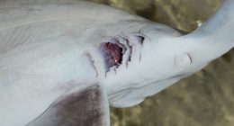 Dead hammerhead sharks found in Hawai‘i Kai; experts suspect human caused
