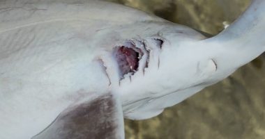 Dead hammerhead sharks found in Hawai‘i Kai; experts suspect human caused