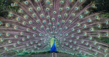Dozens of beloved peacocks vanish from historic hotel, theft suspected