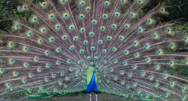 Dozens of beloved peacocks vanish from historic hotel, theft suspected