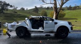 A﻿ man is in serious condition after he and his dog became trapped when a gum tree crushed his ute north-east of South Australia.