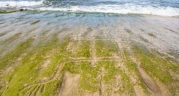 Early Hawaiian petroglyphs on a beach are visible again with changing tides and shifting sands