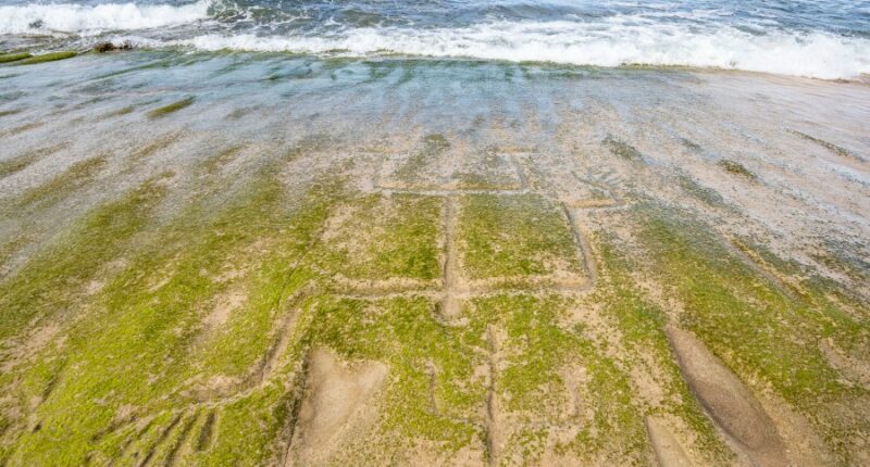 Early Hawaiian petroglyphs on a beach are visible again with changing tides and shifting sands