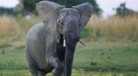 An elephant at South Luangwa National Park, Zambia.