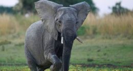 An elephant at South Luangwa National Park, Zambia.