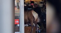 Elk caught on camera walking into downtown Colorado store