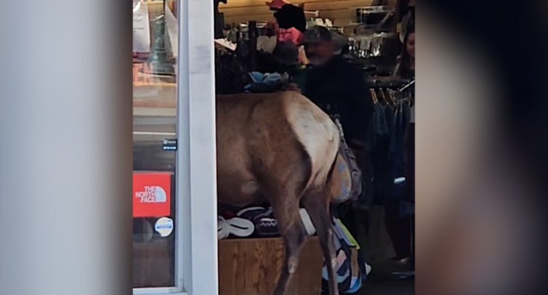 Elk caught on camera walking into downtown Colorado store