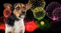 Small nervous dog afraid of loud Fourth of July fireworks display