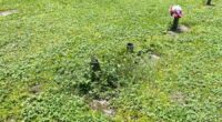 Families concerned about cemetery maintenance