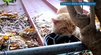 Fears over serial cat poisoner spike after 13 dead felines
