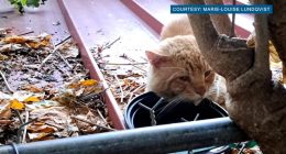 Fears over serial cat poisoner spike after 13 dead felines