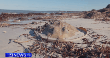 Federal government announces $14m relief package for toxic algal bloom
