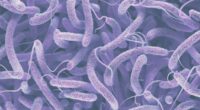 'Flesh-eating' bacteria death reported in St. Augustine. Here's what to know