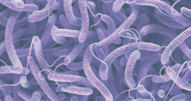 'Flesh-eating' bacteria death reported in St. Augustine. Here's what to know