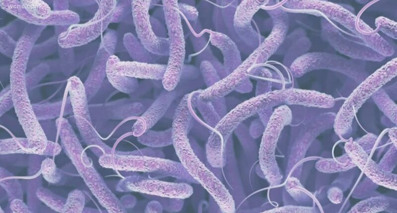'Flesh-eating' bacteria death reported in St. Augustine. Here's what to know