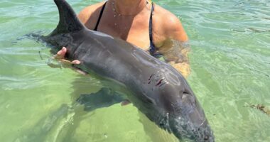 Florida lifeguards rescue beached baby dolphin