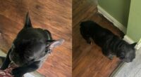 French Bulldog named 'Milo' taken during armed robbery: Police