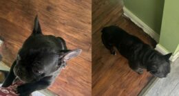 French Bulldog named 'Milo' taken during armed robbery: Police