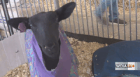 From the Farm: All American Junior Sheep Show