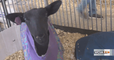 From the Farm: All American Junior Sheep Show