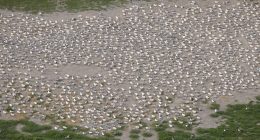 GDNR seeking the public's input on proposed 'Bird Island Rule' changes