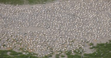 GDNR seeking the public's input on proposed 'Bird Island Rule' changes